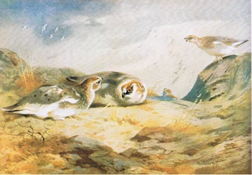 Pernice bianca, pub. da Book Club Associates, 1972